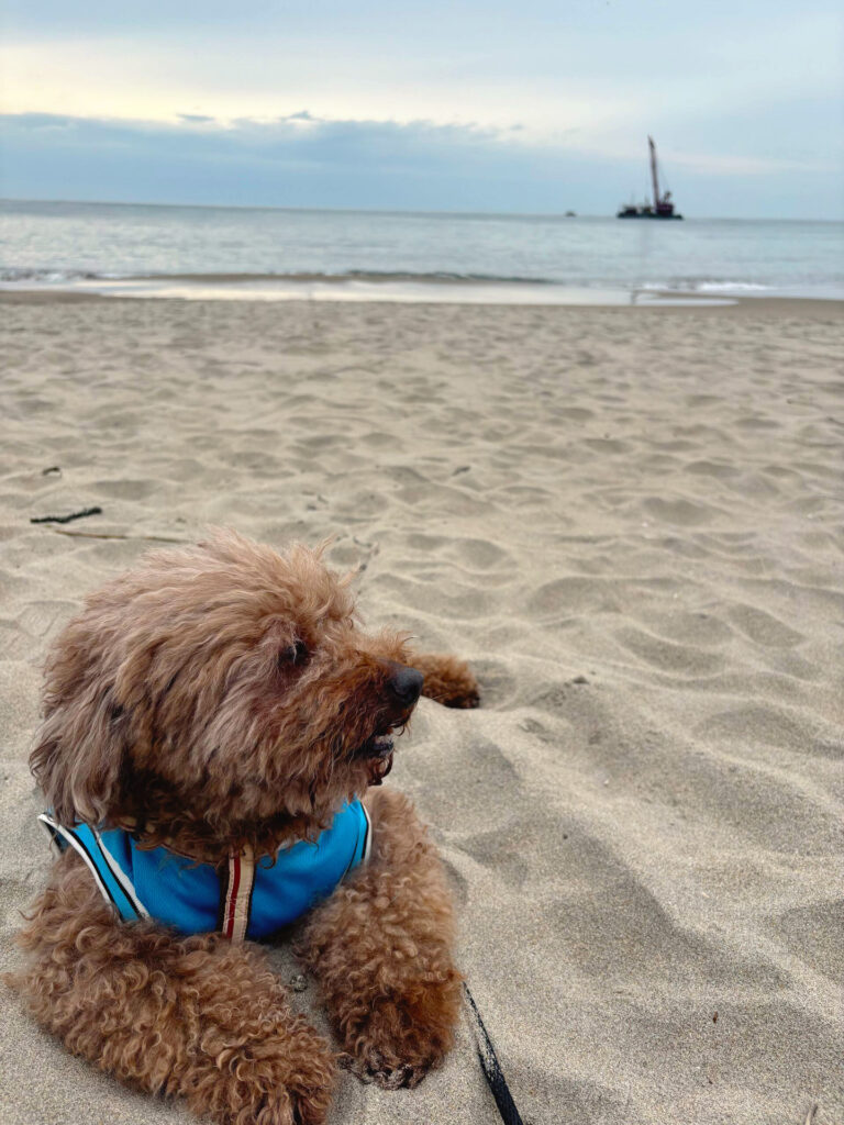 愛犬と一緒に泊まれるホテル - 海岸まで徒歩1分